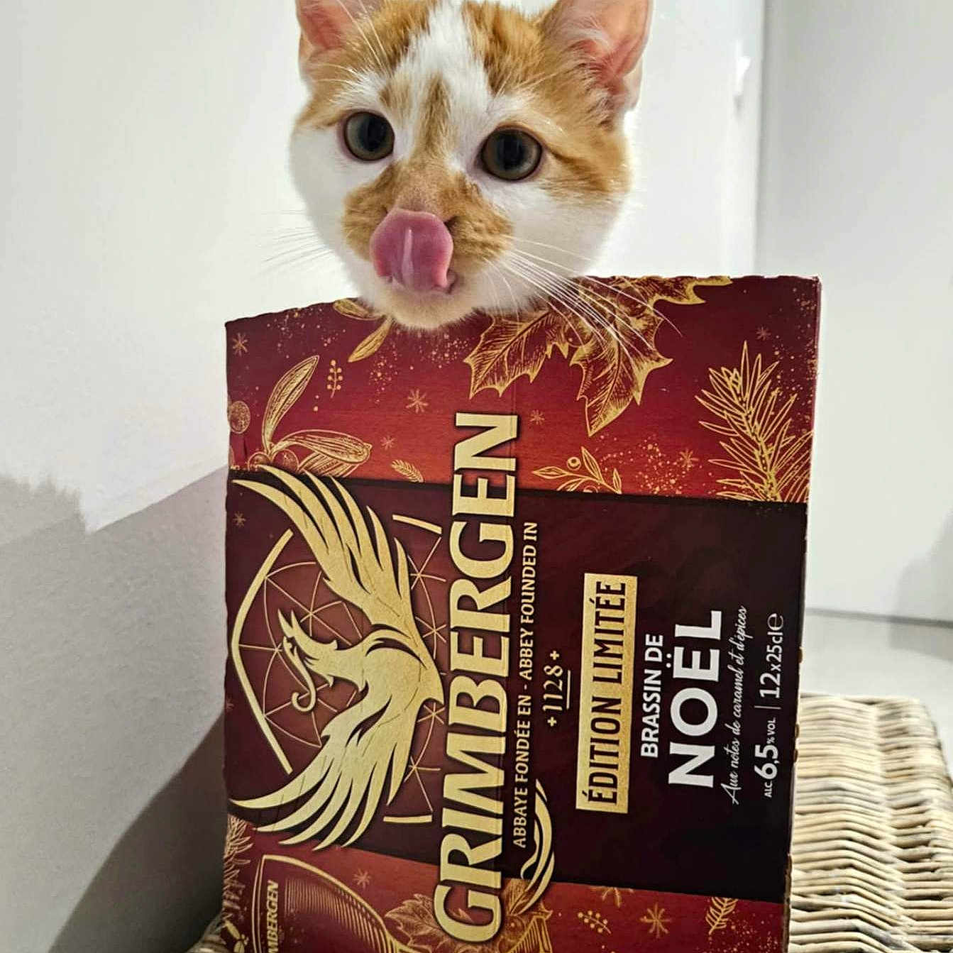 Ulysse a rejoint le concours — aidez-le/la à gagner de superbes lots ! advertisement, animal, bodypart, book, box, businesscard, canine, cat, document, dog, hardwood, kitten, mouth, paper, person, pet, publication, receipt, text, tongue