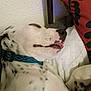 Marshall joined the competition — help win amazing prizes! bed, black_spots, blanket, canine, closeup, collar, cute, dog, fur, indoor, peaceful, pet, pillow, relaxed, resting, sleeping, snuggled, spotted, tongue_out, white