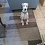 Marshall is registered to the contest to win money with this photo: animal, carpet, collar, curious, cute, dalmatian, dog, floor, furniture, home, indoor, living_room, pattern, pet, puppy, rug, sitting, sofa, spot, tile