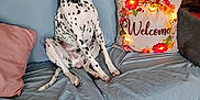 Marshall is registered to the contest to win money with this photo: animal, carpet, clothing, collar, couch, dalmatian, decor, dog, door, floral, furniture, home, indoor, lamp, lights, pet, pillow, relaxed, sitting, welcome