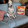 animal, carpet, clothing, collar, couch, dalmatian, decor, dog, door, floral, furniture, home, indoor, lamp, lights, pet, pillow, relaxed, sitting, welcome