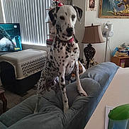 Marshall joined the competition — help win amazing prizes! animal, collar, couch, dalmatian, decor, dog, dog_crate, furniture, household, indoor, lamp, living_room, painting, pet, spot, spray_bottle, standing, table, television, window_blinds