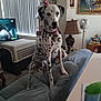 animal, collar, couch, dalmatian, decor, dog, dog_crate, furniture, household, indoor, lamp, living_room, painting, pet, spot, spray_bottle, standing, table, television, window_blinds