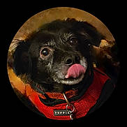 Buff is registered to the contest to win money with this photo: animal, black_dog, blurred_background, close_up, collar, cute, dog, ears, expression, face, furry, indoor, looking_up, pet, playful, portrait, puppia, red_harness, tongue_out, whiskers