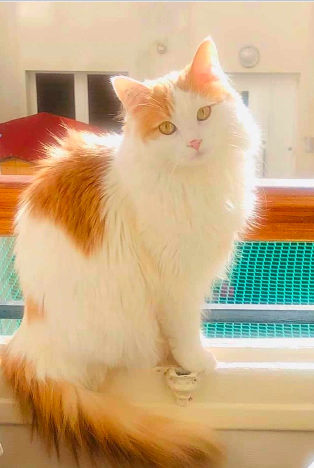 Bella a rejoint le concours — aidez-le/la à gagner de superbes lots ! animal, cat, cute, domestic, ears, feline, fluffy, fur, house, indoor, orange, pet, relaxed, sitting, sunlight, tail, whiskers, white, window, windowsill