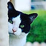 alert, animal, background_blur, black_and_white, cat, close_up, curious, cute, ears, face, fur, green_eyes, mammal, nature, outdoor, peeking, pet, portrait, soft_focus, whiskers