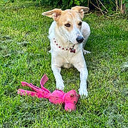 Stella participe au concours pour gagner de l'argent avec cette photo : animal, beads, canine, collar, cute, dog, ears, fur, garden, grass, greenery, leisure, nature, outdoor, pet, playful, relaxing, snout, summer, toy