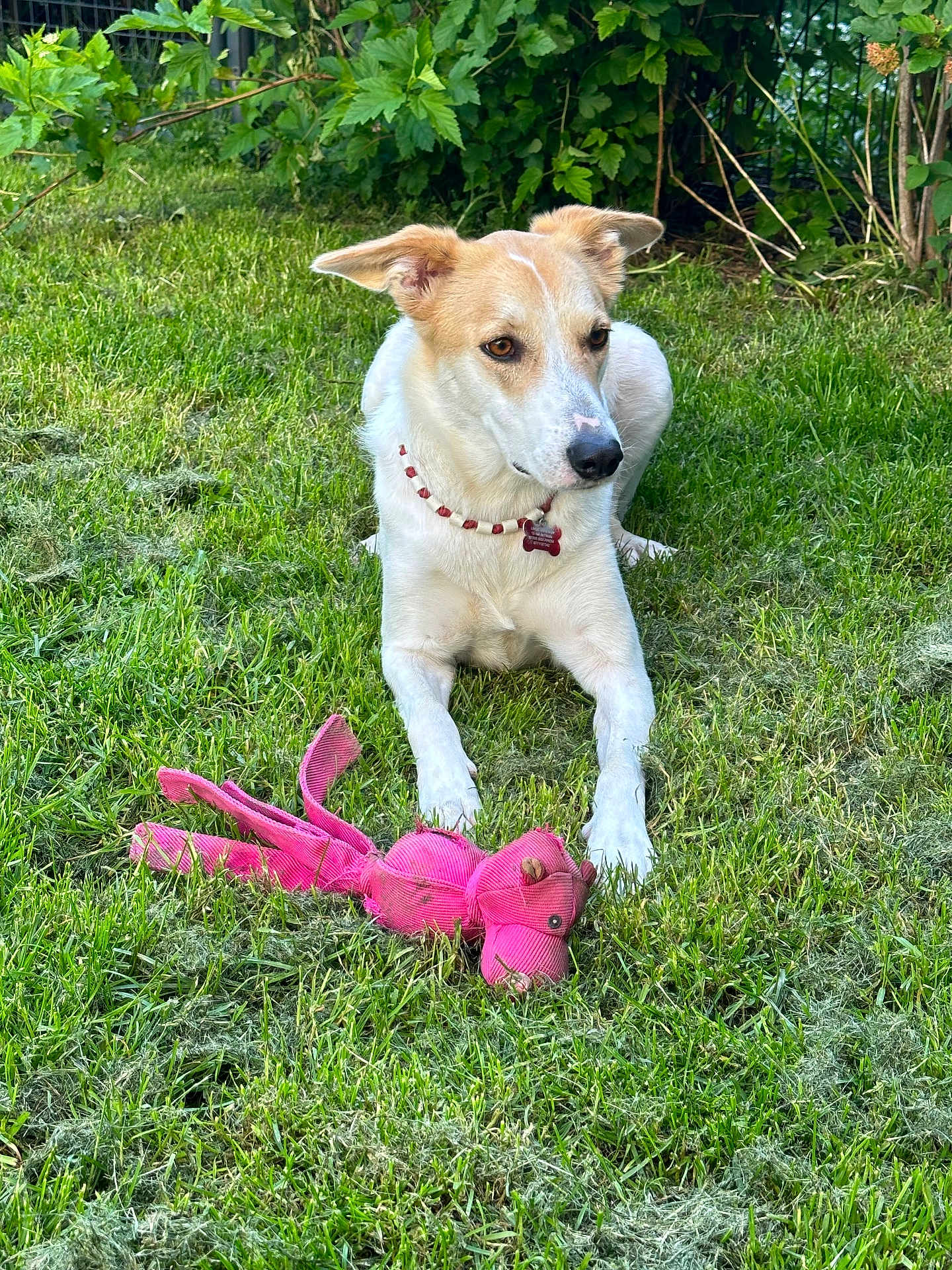 Stella participe au concours pour gagner de l'argent avec cette photo : animal, beads, canine, collar, cute, dog, ears, fur, garden, grass, greenery, leisure, nature, outdoor, pet, playful, relaxing, snout, summer, toy
