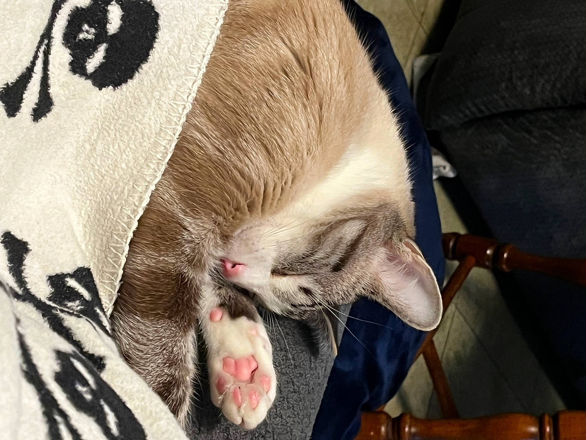 Cassius is registered to the contest to win money with this photo: canidae, carnivore, cat, cat_supply, claw, comfort, domestic_short_haired_cat, eyelash, fang, fawn, felidae, fur, nap, paw, small_to_medium_sized_cats, snout, sporting_group, tail, whiskers, yawn