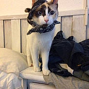 Kitty participe au concours pour gagner de l'argent avec cette photo :