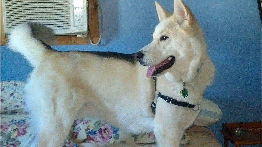 Bear is registered to the contest to win money with this photo: ancient_dog_breeds, carnivore, collar, companion_dog, dog, dog_breed, dog_collar, fang, fawn, fur, gas, herding_dog, leash, non_sporting_group, pet_supply, snout, sporting_group, tail, working_animal, working_dog