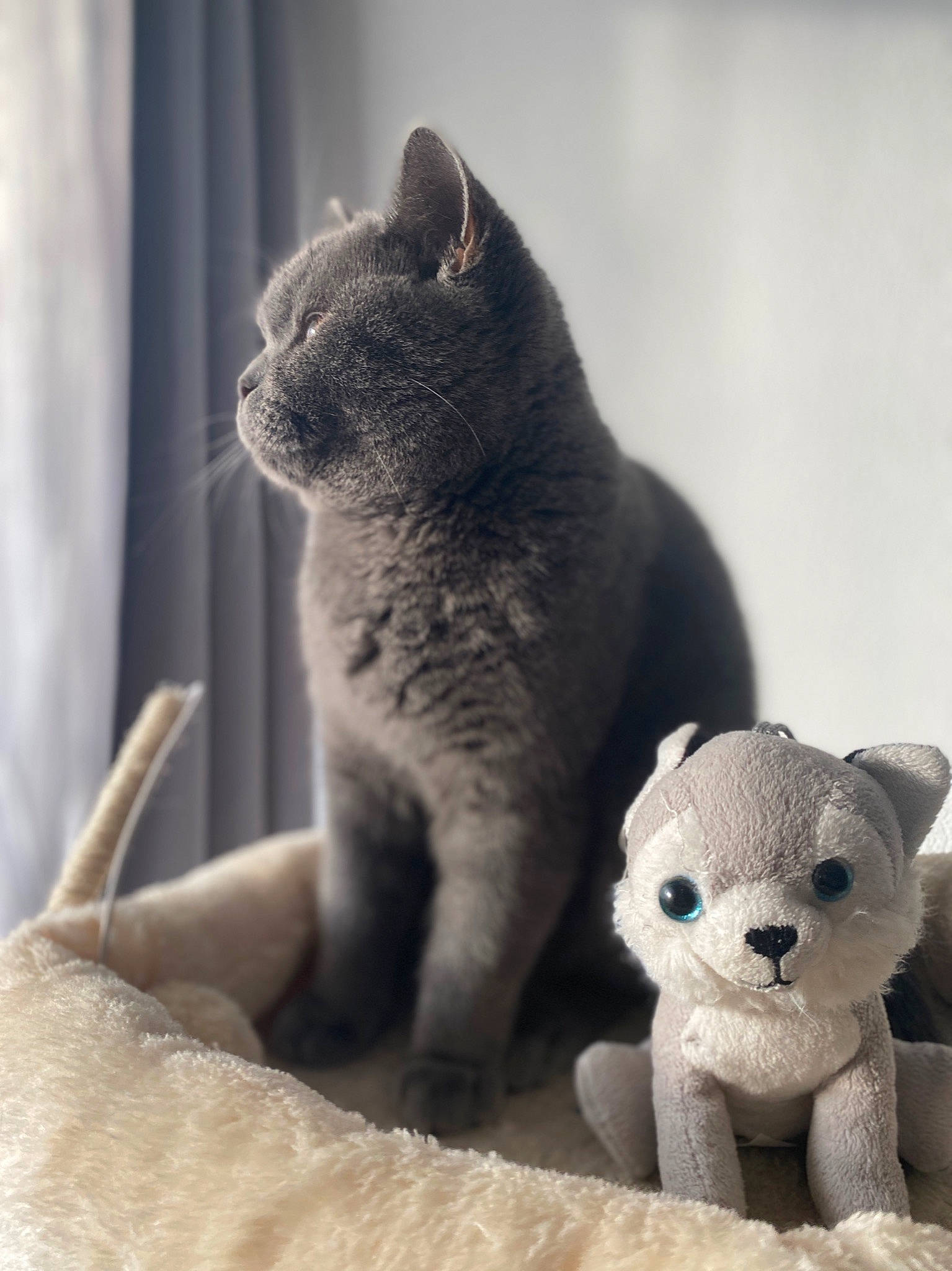 Ange participe au concours pour gagner de l'argent avec cette photo : carnivore, cat, comfort, curtain, domestic_short_haired_cat, fawn, felidae, fur, grey, mammal, monochrome_photography, small_to_medium_sized_cats, snout, stuffed_toy, tail, terrestrial_animal, toy, vertebrate, whiskers, window