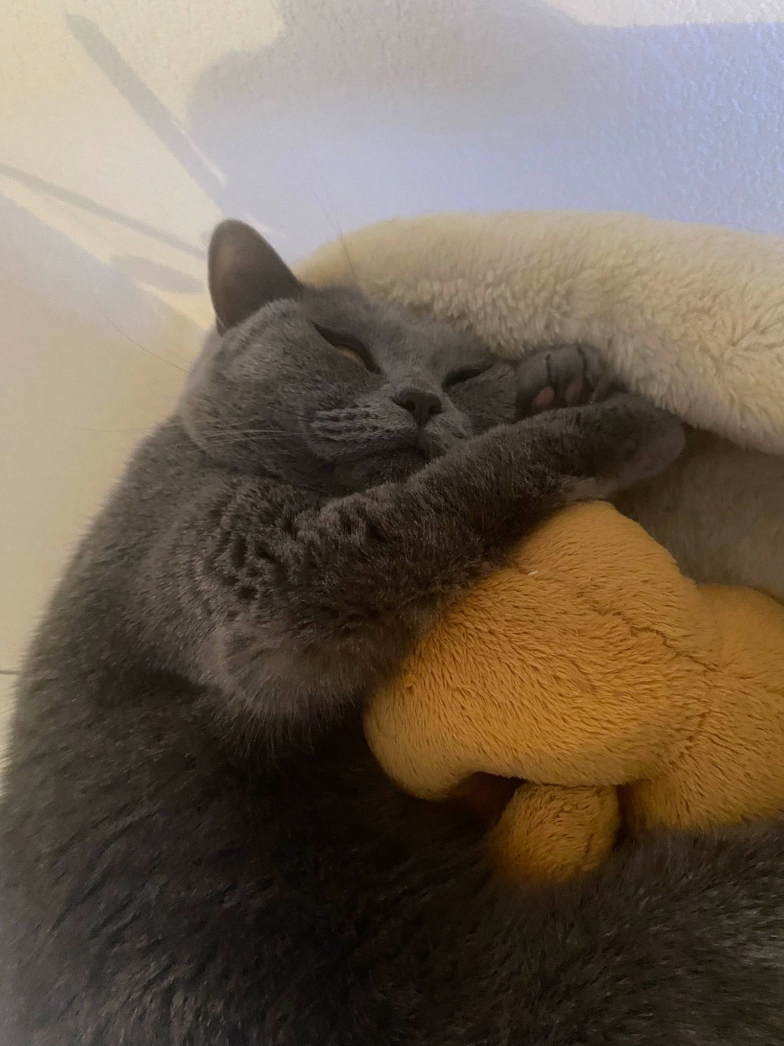 Ange participe au concours pour gagner de l'argent avec cette photo : carnivore, cat, claw, comfort, domestic_short_haired_cat, ear, fawn, felidae, fur, gesture, grey, human_leg, nap, paw, russian_blue, small_to_medium_sized_cats, snout, tail, terrestrial_animal, whiskers