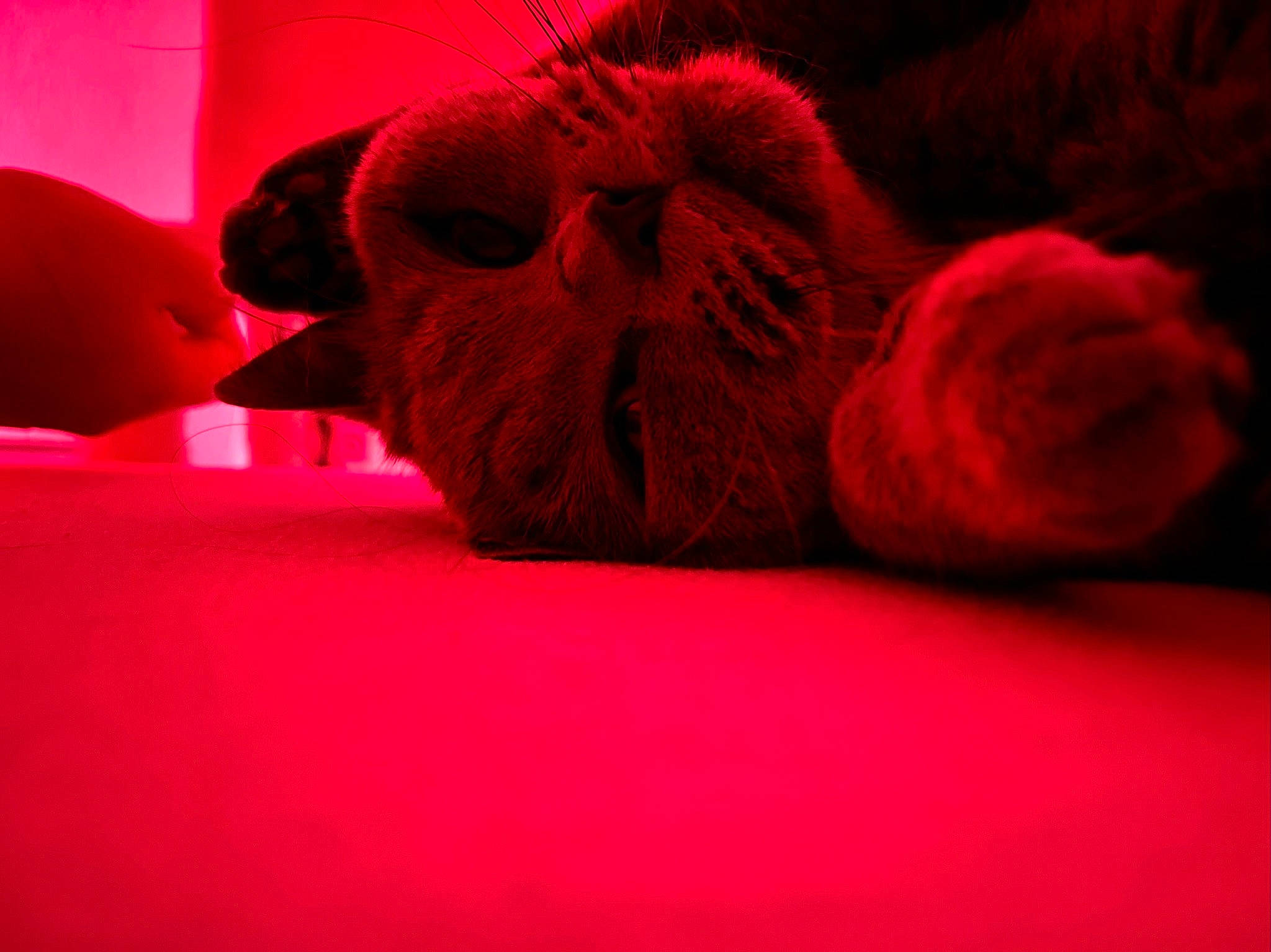 Ange a rejoint le concours — aidez-le/la à gagner de superbes lots ! art, bed_sheet, bedding, carmine, comfort, electric_blue, flesh, fur, linens, magenta, pattern, petal, pink, room, rose_family, thread, tints_and_shades, violet, wool, woven_fabric