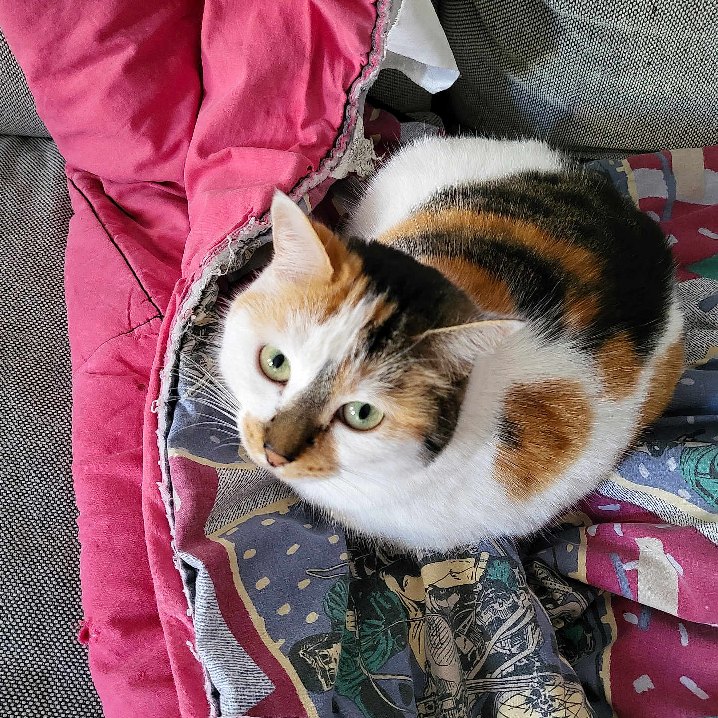 Noisette