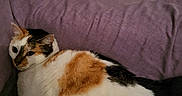 Noisette a rejoint le concours — aidez-le/la à gagner de superbes lots ! cat, calico_cat, feline, pet, indoor, purple_cushion, fur, resting, animal, cozy, relaxed, sideways_gaze, whiskers, ears, closeup, home, comfort, soft, mammal, sleepy