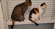 Noisette a rejoint le concours — aidez-le/la à gagner de superbes lots ! animal, calico_cat, cat, collar, companions, curiosity, domestic_animal, feline, household, indoor, looking_out, pair, pets, quiet, resting, side_view, sitting, tabby_cat, window, window_blinds