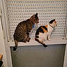 Noisette a rejoint le concours — aidez-le/la à gagner de superbes lots ! cat, tabby_cat, calico_cat, window, window_blinds, indoor, pets, animal, feline, sitting, side_view, collar, curiosity, domestic_animal, looking_out, resting, pair, companions, quiet, household