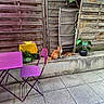 cat, orange_cat, outdoor, backyard, purple_chair, purple_table, concrete, wooden_fence, plant, potted_plant, folded_chair, greenery, patio, furniture, relaxing, sunlight, daylight, small_cat, curious_cat, garden