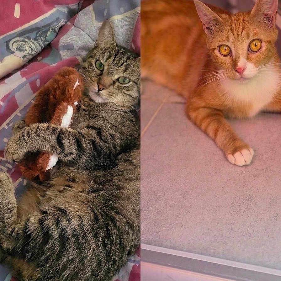Noël Et Nala