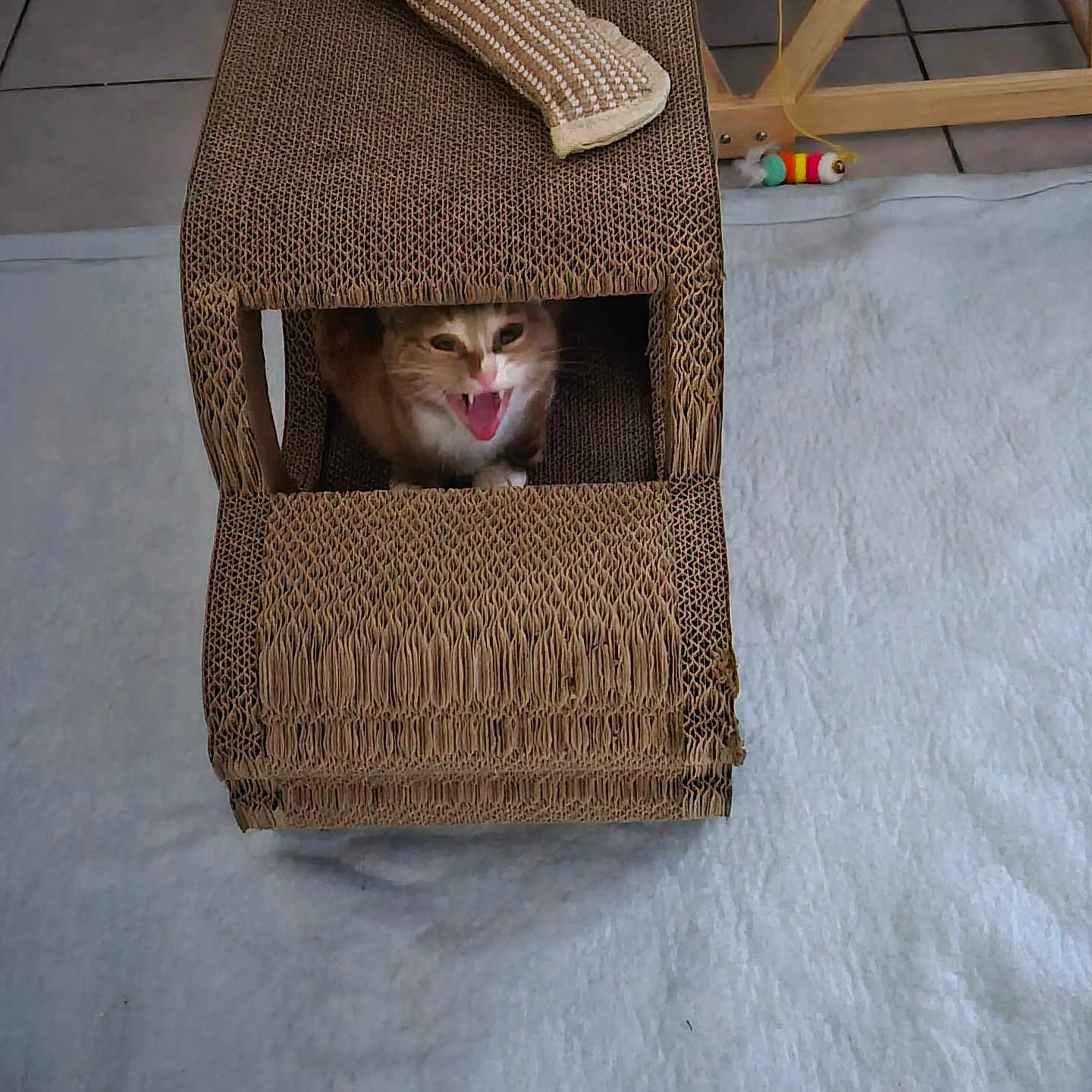 Noël Et Nala