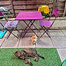 Noël Et Nala participe au concours pour gagner de l'argent avec cette photo : cat, orange_cat, tabby_cat, outdoor, backyard, purple_table, purple_chair, green_turf, wooden_fence, plants, potted_plant, pet_toy, relaxing, sunlight, concrete_floor, furniture, animal, domestic_cat, curious, lounging