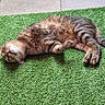 Noël Et Nala a rejoint le concours — aidez-le/la à gagner de superbes lots ! cat, tabby, animal, pet, grass, artificial_grass, outdoor, relaxed, lying_down, playful, paws, fur, whiskers, curious, green, concrete, daylight, cute, mammal, domestic_animal