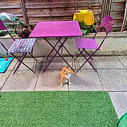 Noël Et Nala participe au concours pour gagner de l'argent avec cette photo : cat, orange_cat, tabby_cat, outdoor, patio, purple_chair, purple_table, artificial_grass, concrete_floor, wooden_fence, plant, pet, animal, feline, seat, cushion, colorful, curious, relaxed, daylight