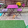 cat, orange_cat, tabby_cat, outdoor, patio, purple_chair, purple_table, artificial_grass, concrete_floor, wooden_fence, plant, pet, animal, feline, seat, cushion, colorful, curious, relaxed, daylight