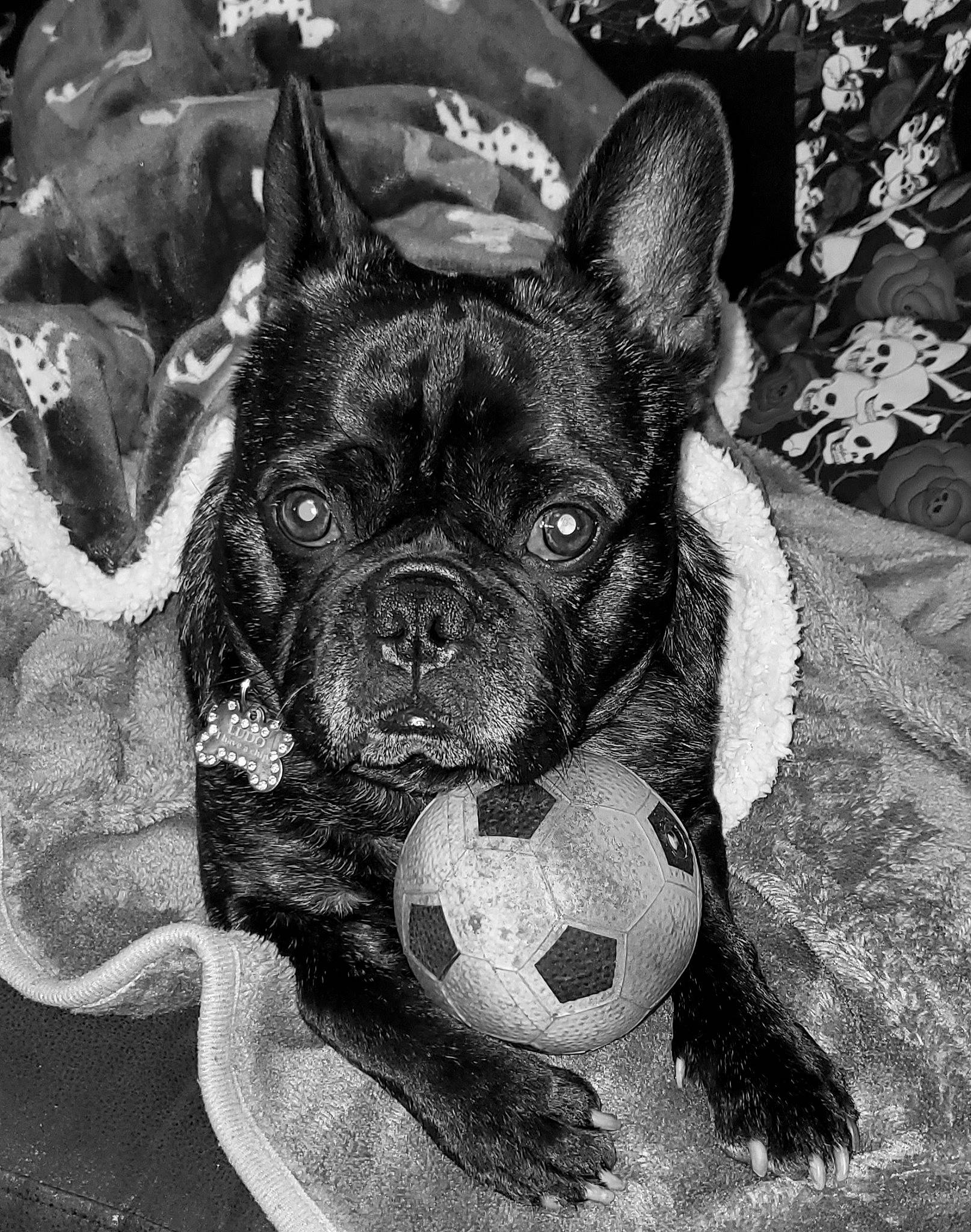 Ludo is registered to the contest to win money with this photo: ancient_dog_breeds, art, bulldog, canidae, carnivore, companion_dog, dog, dog_breed, fawn, french_bulldog, monochrome, monochrome_photography, non_sporting_group, painting, snout, sporting_group, terrestrial_animal, toy_dog, whiskers, working_animal