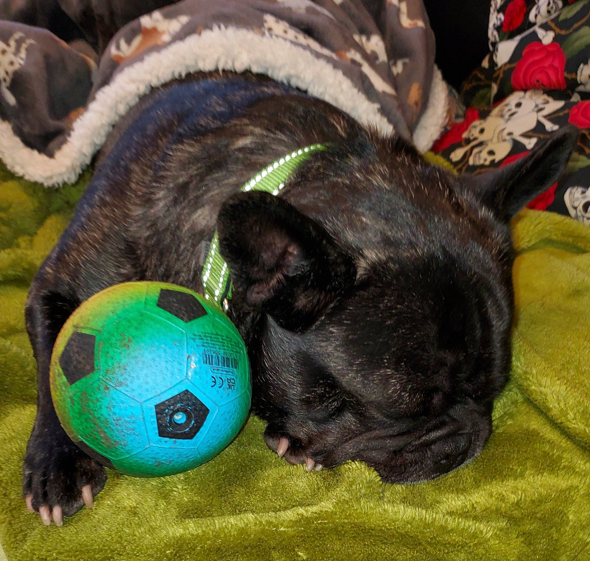 Ludo is registered to the contest to win money with this photo: ball, canidae, carnivore, collar, companion_dog, dog, dog_breed, fawn, felidae, football, fur, grass, snout, sporting_group, sports_equipment, sports_toy, tennis_ball, toy, whiskers, working_animal