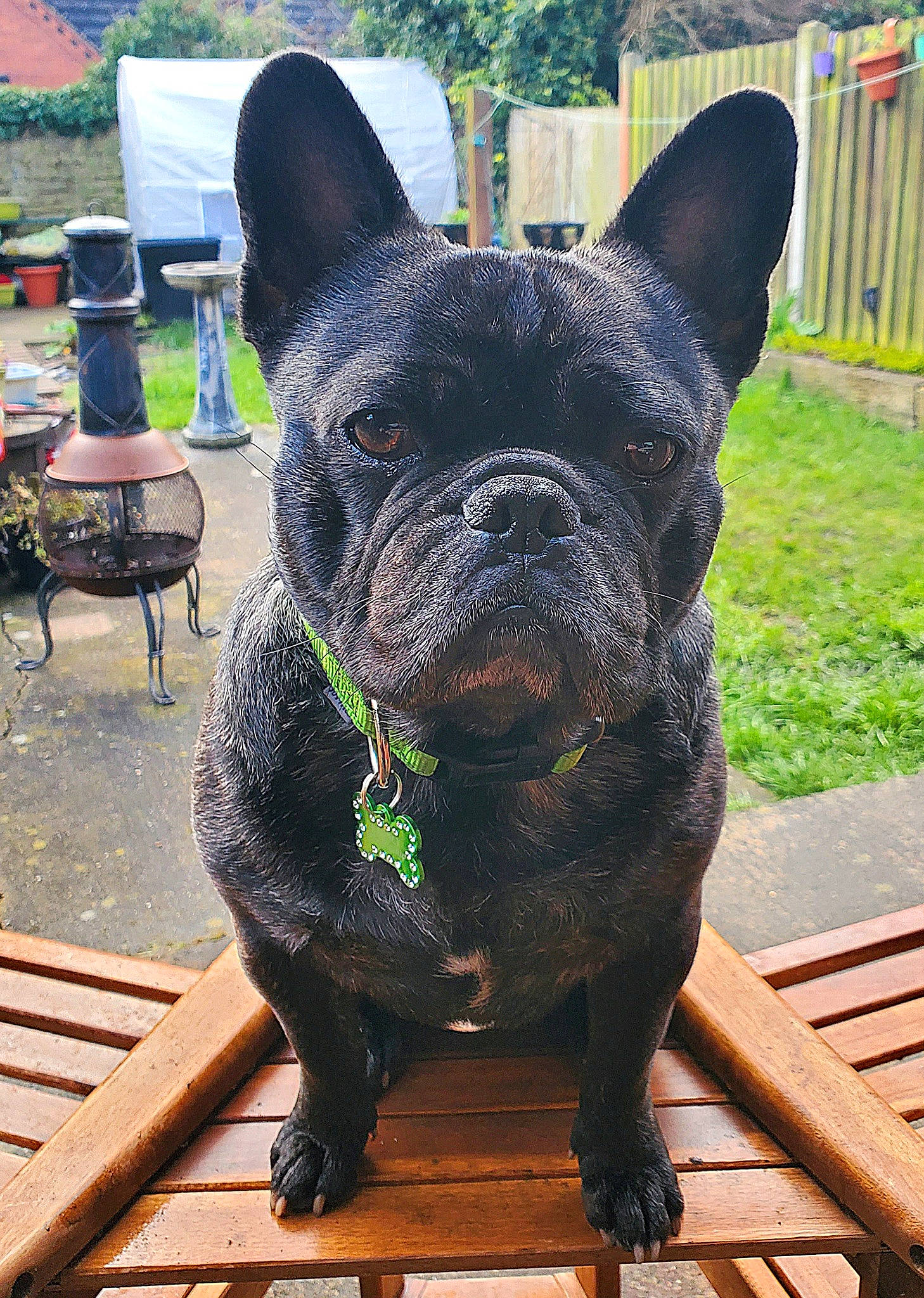 Ludo is registered to the contest to win money with this photo: bulldog, canidae, carnivore, companion_dog, dog, dog_breed, dog_collar, fawn, grass, outdoor_furniture, plant, sculpture, snout, sporting_group, statue, terrestrial_animal, toy_dog, whiskers, wood, working_animal