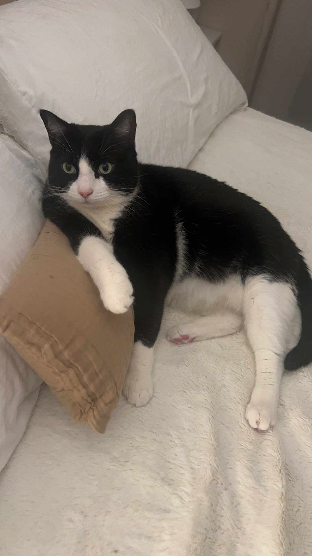 Guismo a rejoint le concours — aidez-le/la à gagner de superbes lots ! cat, black_and_white, pet, animal, feline, paw, pillows, blanket, resting, indoor, cute, fur, whiskers, relaxing, cozy, lying_down, looking, bedroom, soft, domestic