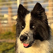 Alpha a rejoint le concours — aidez-le/la à gagner de superbes lots ! animal, black_and_white, blue_eyes, canine, close_up, daylight, dog, ears, fence, fur, grass, happy, muzzle, nature, outdoor, pet, portrait, sunlight, tongue_out, whiskers
