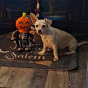Harley Quinn is registered to the contest to win money with this photo: animal, broom, companion, cute, decoration, dog, festive, flooring, halloween, holiday, indoor, mat, pet, pumpkin, puppy, seasonal, skeleton_costume, spooky, white_dog, wood_floor