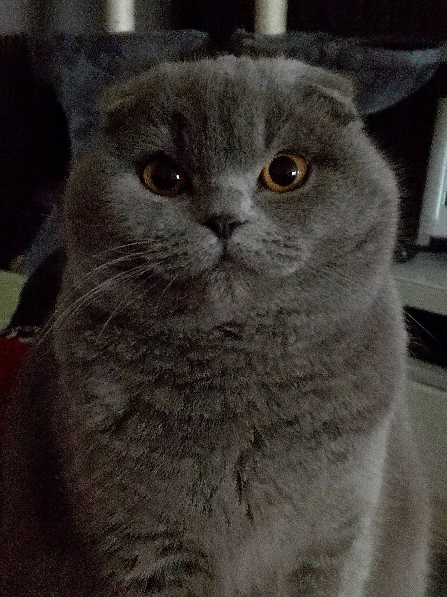 Yoshi a rejoint le concours — aidez-le/la à gagner de superbes lots ! carnivore, cat, domestic_short_haired_cat, ear, eye, felidae, fur, grey, head, iris, small_to_medium_sized_cats, snout, terrestrial_animal, whiskers