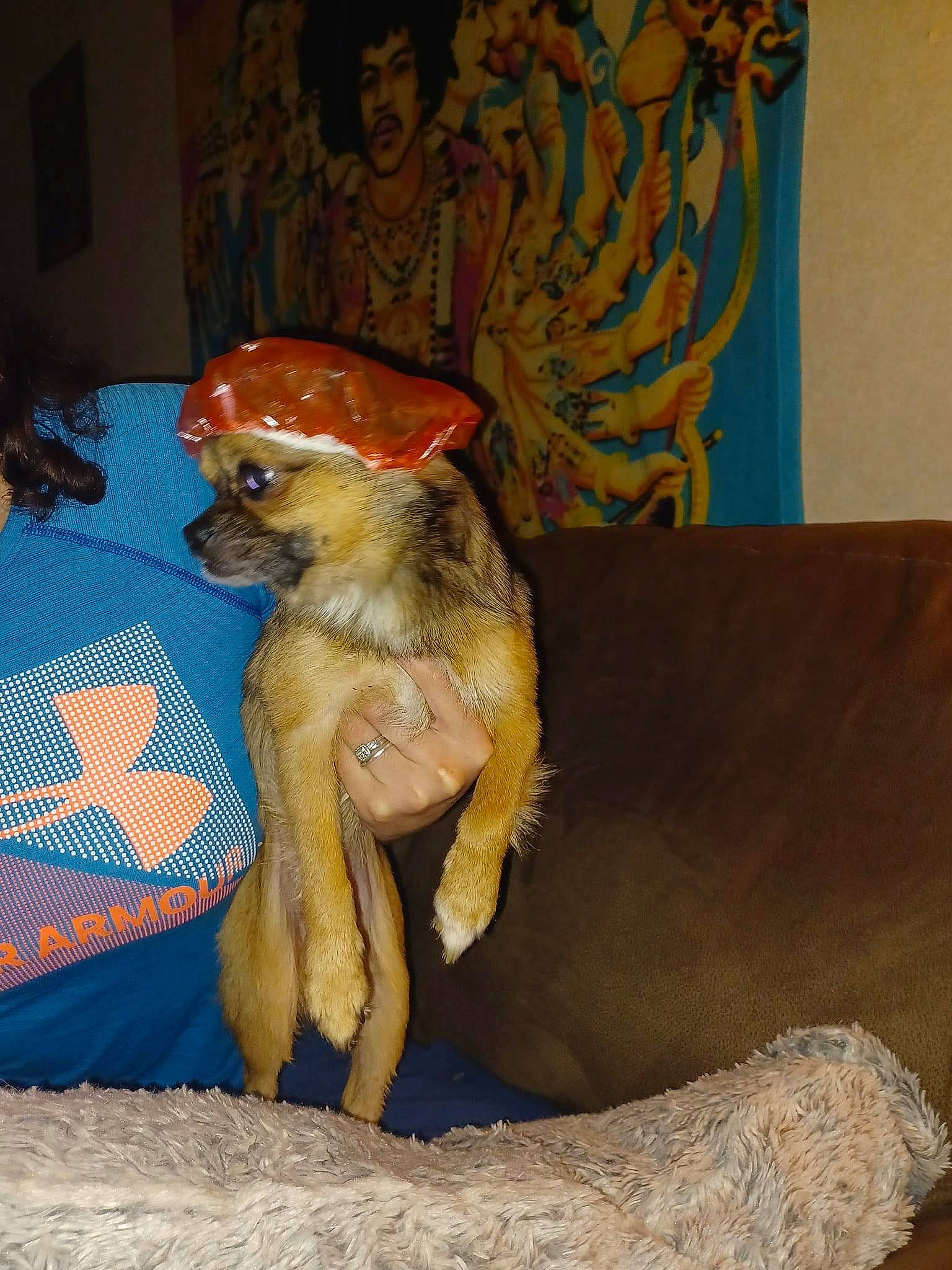 His Name Is Jr joined the competition — help win amazing prizes! art, canidae, carnivore, companion_dog, corgi_chihuahua, dog_breed, fawn, flooring, fun, fur, hat, macaque, paw, primate, room, sporting_group, tail, terrestrial_animal, wood, working_animal