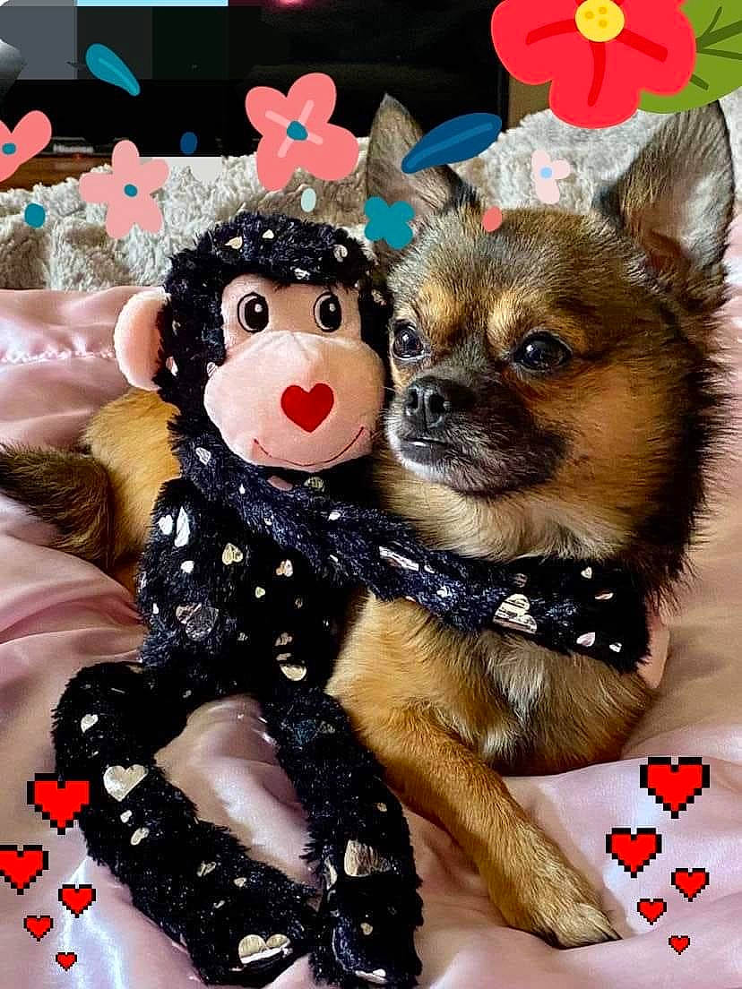 His Name Is Jr joined the competition — help win amazing prizes! carnivore, chihuahua, christmas_ornament, companion_dog, dog, dog_breed, dog_supply, doll, fashion_accessory, fawn, fur, mammal, party_hat, pink, snout, stuffed_toy, toy, toy_dog, vertebrate, working_animal
