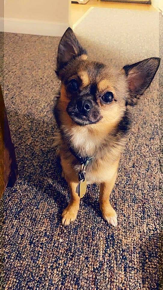 His Name Is Jr joined the competition — help win amazing prizes! canidae, carnivore, chihuahua, companion_dog, corgi_chihuahua, dog, dog_breed, dog_supply, ear, eye, fawn, fur, hair, head, puppy, sporting_group, terrestrial_animal, toy_dog, whiskers, working_animal