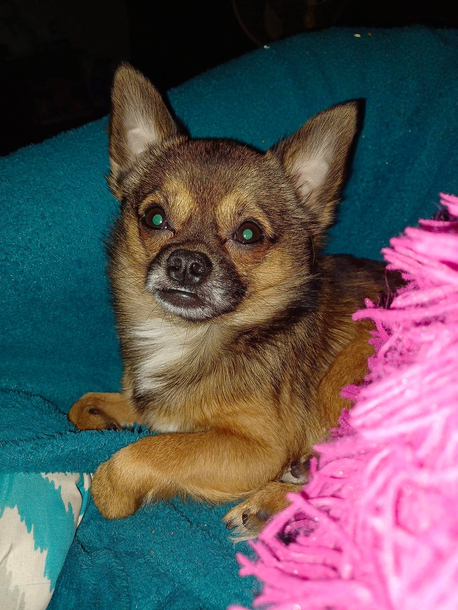 His Name Is Jr is registered to the contest to win money with this photo: canidae, carnivore, chihuahua, companion_dog, dog, dog_breed, dog_supply, ear, event, fawn, fur, head, iris, magenta, snout, tail, terrestrial_animal, toy_dog, whiskers, working_animal