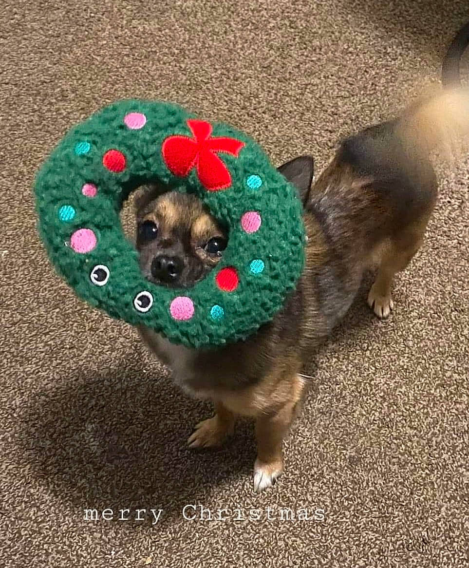 His Name Is Jr is registered to the contest to win money with this photo: carnivore, circle, companion_dog, dog, dog_breed, dog_clothes, dog_supply, fawn, flooring, grass, hat, leash, liver, pet_supply, road_surface, snout, sporting_group, toy_dog, vertebrate, working_animal