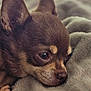 Chica a rejoint le concours — aidez-le/la à gagner de superbes lots ! dog, brown_dog, small_dog, chihuahua, pet, animal, close_up, resting, blanket, cozy, indoor, fur, ears, snout, cute, portrait, sleepy, companion, domestic_animal, relaxed