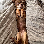 Chica a rejoint le concours — aidez-le/la à gagner de superbes lots ! dog, brown_dog, small_dog, sleeping, blanket, cozy, pet, cute, relaxed, indoor, fur, paw, animal, resting, comfort, snuggle, lying_down, mammal, canine, soft_texture