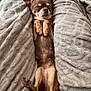 dog, brown_dog, small_dog, sleeping, blanket, cozy, pet, cute, relaxed, indoor, fur, paw, animal, resting, comfort, snuggle, lying_down, mammal, canine, soft_texture