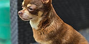 Chica participe au concours pour gagner de l'argent avec cette photo : dog, chihuahua, small_dog, brown_dog, pet, outdoor, chair, woven_chair, sitting, animal, fur, ears, side_view, focused, domestic_animal, cute, companion, portrait, quiet, calm