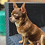 dog, chihuahua, small_dog, brown_dog, pet, outdoor, chair, woven_chair, sitting, animal, fur, ears, side_view, focused, domestic_animal, cute, companion, portrait, quiet, calm