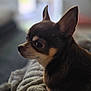 Chica a rejoint le concours — aidez-le/la à gagner de superbes lots ! dog, chihuahua, small_dog, pet, brown, tan, ears, blanket, indoor, cozy, soft_texture, looking_away, animal, companion, cute, portrait, side_view, furry, domestic, resting