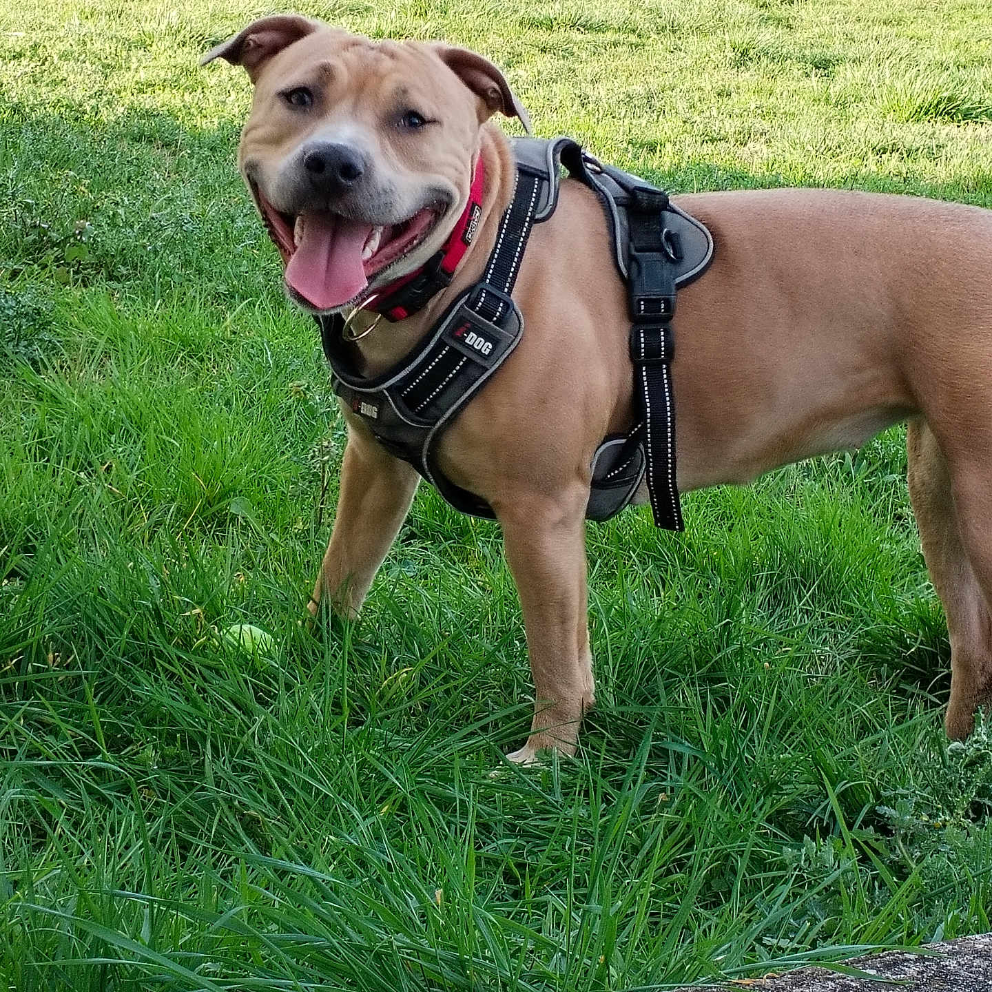 Nia a rejoint le concours — aidez-le/la à gagner de superbes lots ! accessories, animal, bulldog, canine, dog, field, grass, grassland, green, harness, hound, lawn, nature, outdoors, pet, plant, puppy, strap, tree, vegetation