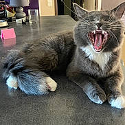 Spoon a rejoint le concours — aidez-le/la à gagner de superbes lots ! cat, gray_cat, white_paws, yawning, feline, indoor, tabletop, fur, whiskers, pet, relaxed, mouth_open, fangs, tongue, domestic_cat, cozy, lamp, glass, background, household