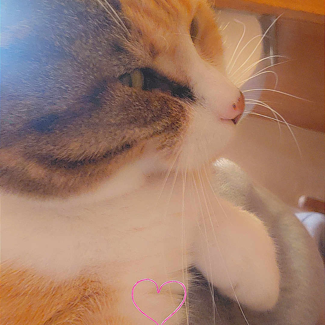Amelia